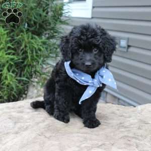 Barley, Mini Goldendoodle Puppy